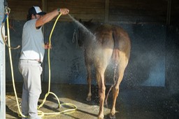 Gerard Hageman Polo-15