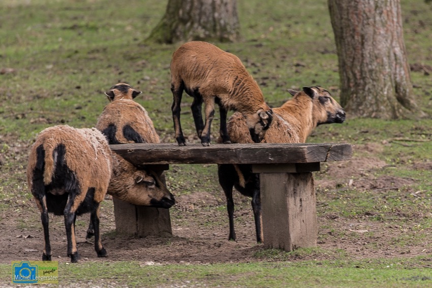 Kameroenschaap-8273