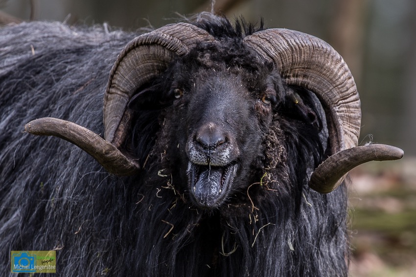lüneburgerheideschaap-8120