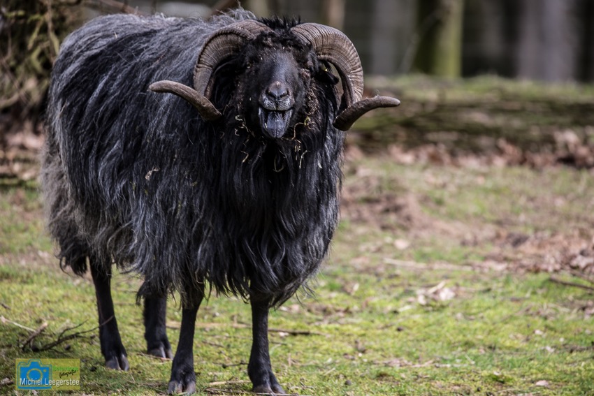 lüneburgerheideschaap-8124