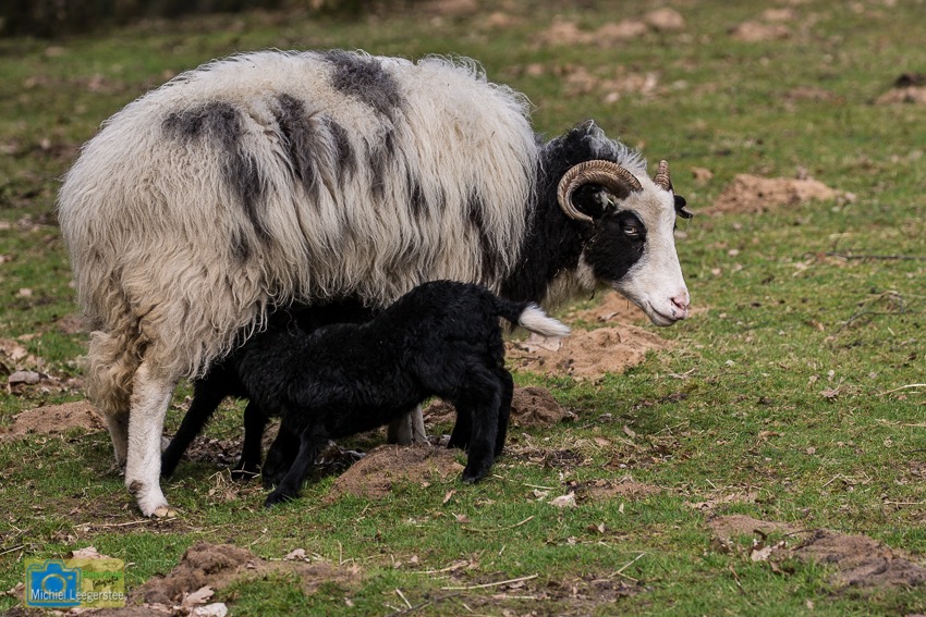 lüneburgerheideschaap-8139