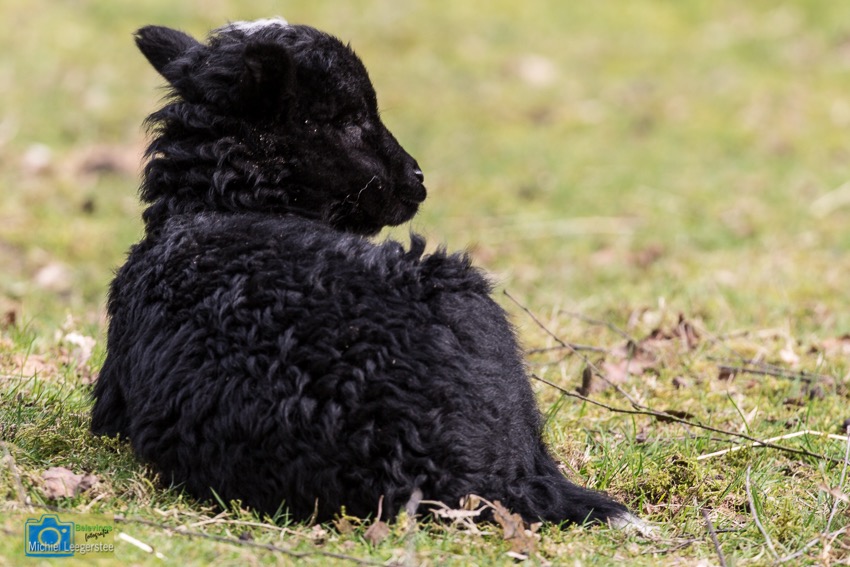 lüneburgerheideschaap-8152
