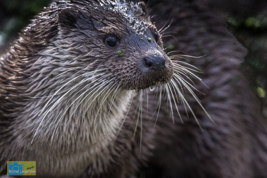 Otter-7868
