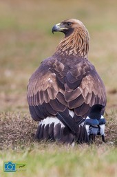SteenArend-9730