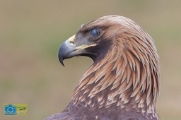 SteenArend-9731