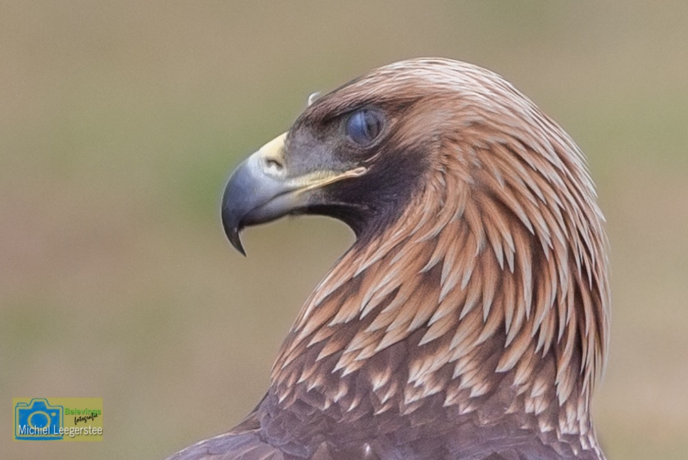 SteenArend-9731