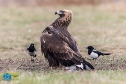 SteenArend-9791
