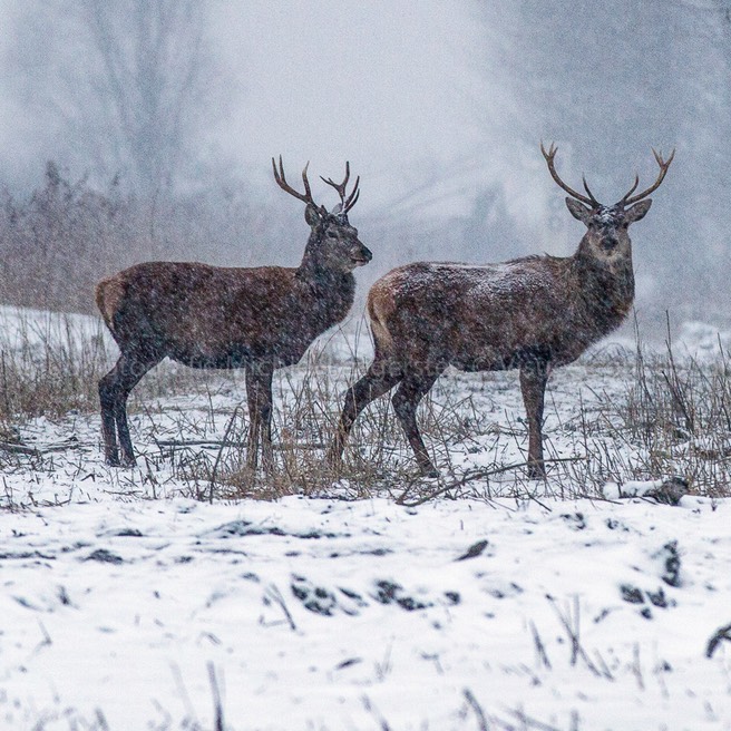 VCML-wintersafari-6915