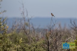 VCML_Baardgrasmus-1208