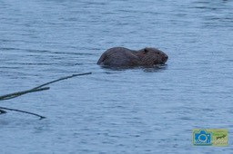 VCML_Bever-1153