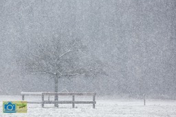 VCML_Staverden_boomsneeuw-1591