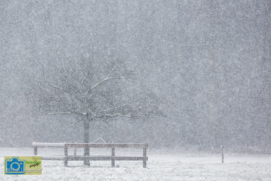 VCML_Staverden_boomsneeuw-1591