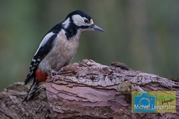 VCML_tafelfotografie_GBS-2951