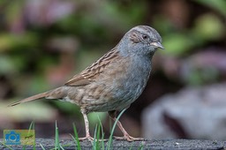 VCML_tafelfotografie_heggenmus-2835