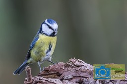 VCML_tafelfotografie_pimpelmees-2865