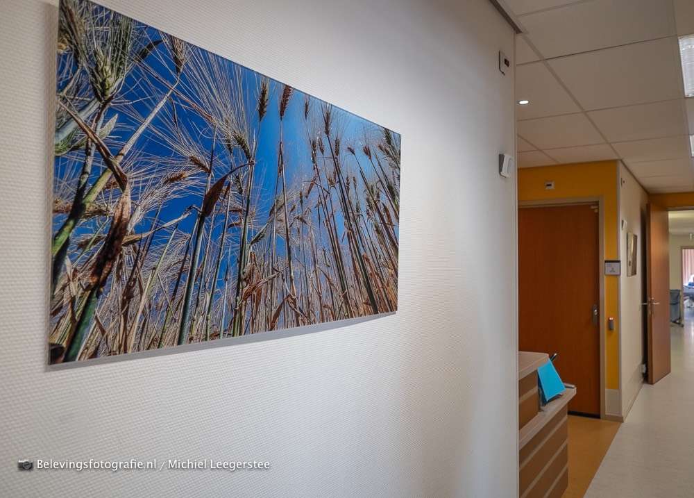 Natuurbeleving aan de muur FZPA316531