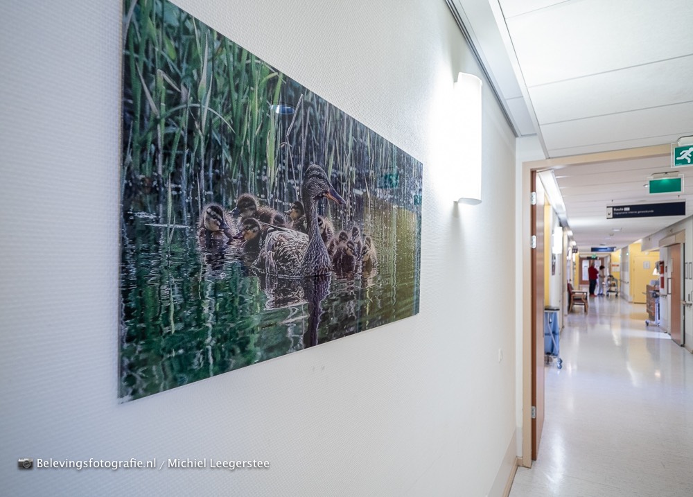 Natuurbeleving aan de muur FZPA316535