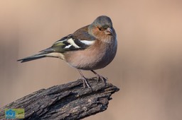 Vink-0416