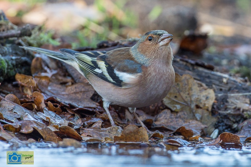 Vink-0419