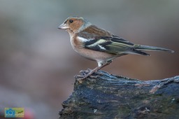 Vink_man-0135
