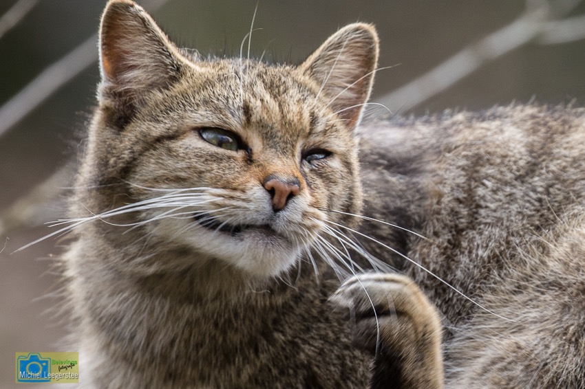 WildeKat-8016