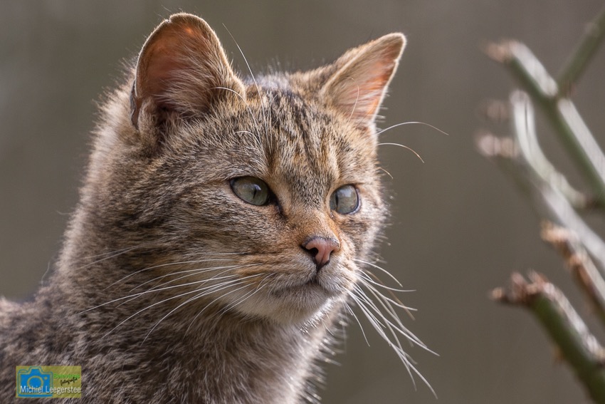 WildeKat-8030