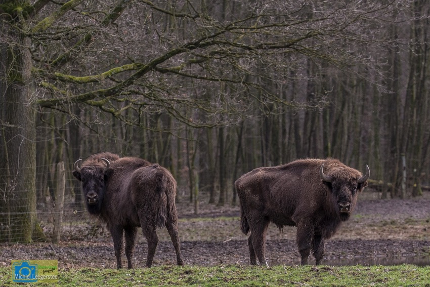 Wisent-8453