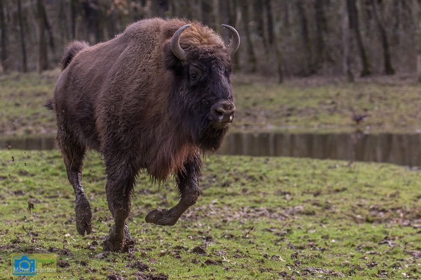 Wisent-8489
