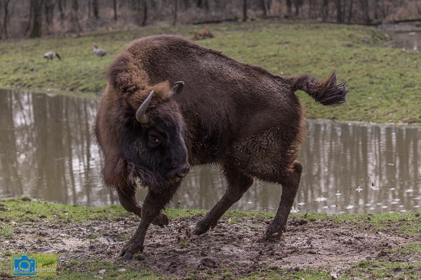 Wisent-8509