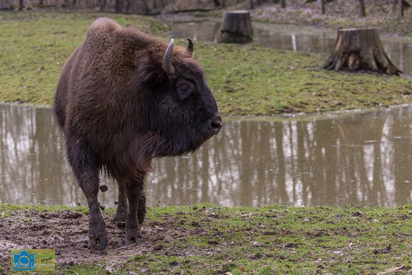 Wisent-8518