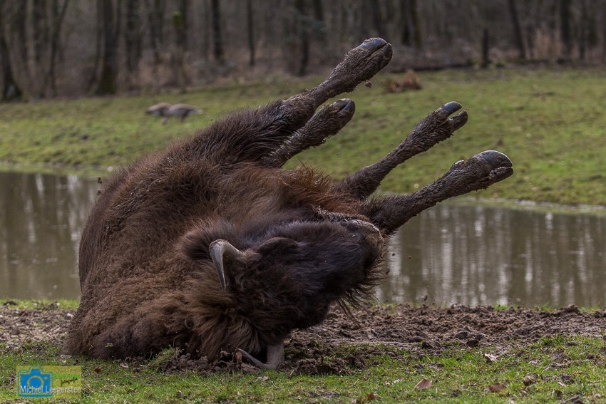 Wisent-8536