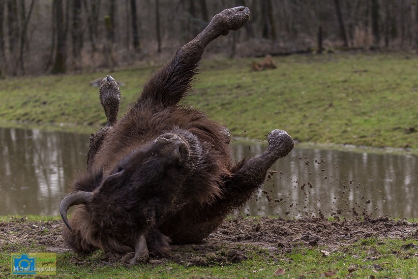 Wisent-8542